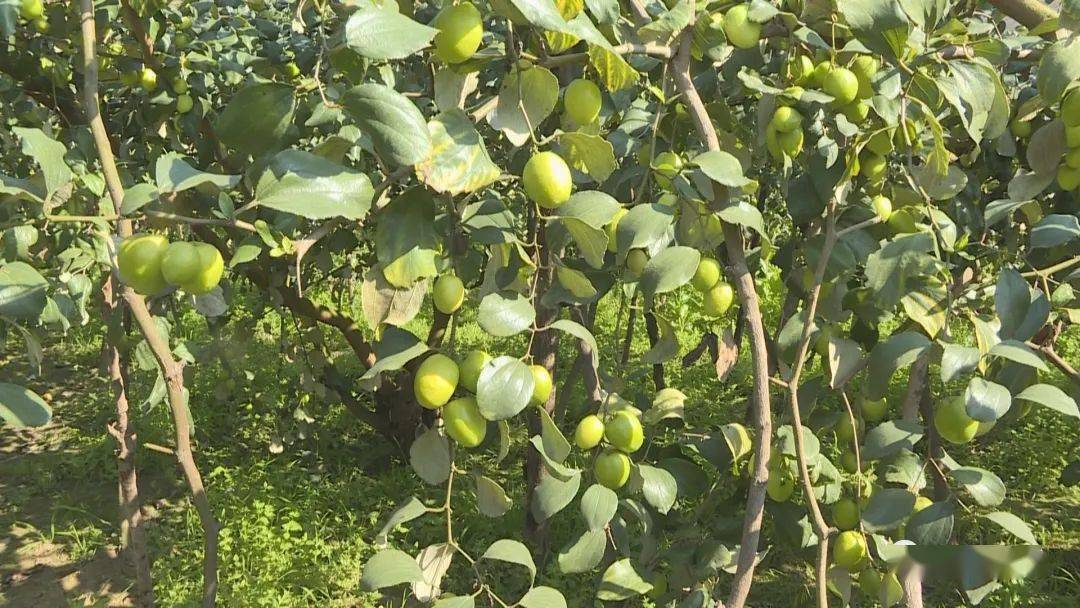 我家小孩儿不在家,光我们两个老人,青枣树只用修修枝,打打药水,活儿很