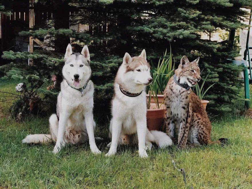 救了2隻山貓交給8隻大傻狗養，結果...這猛獸怎麼狗里狗氣的？ 萌趣萌寵 第14张