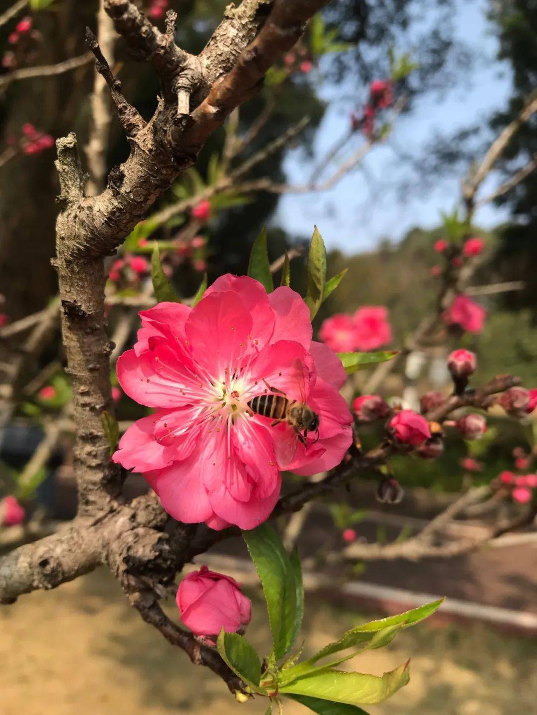 赏桃花