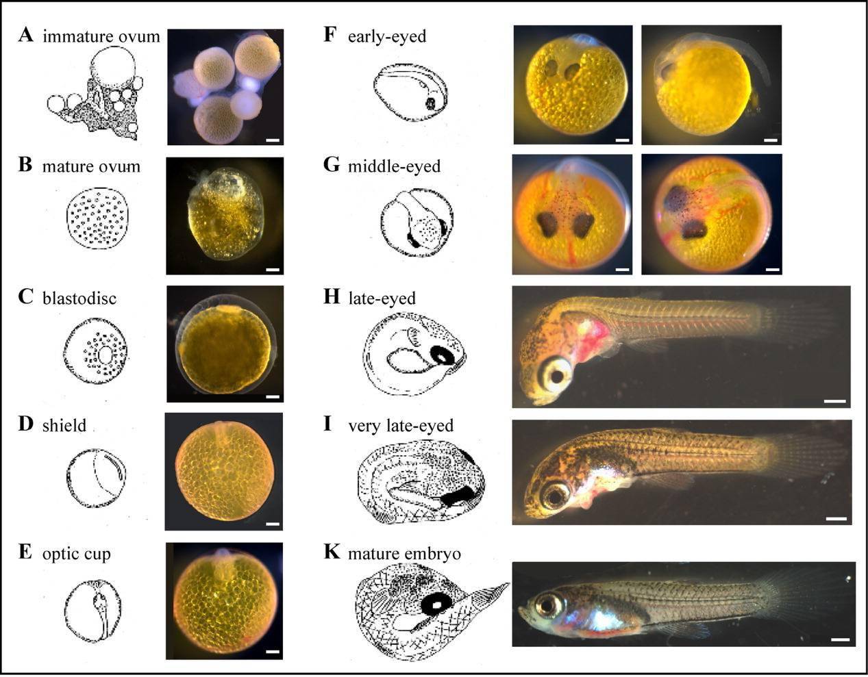 鱼产卵过程图片