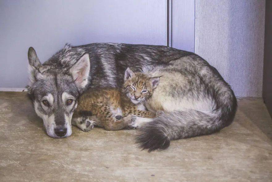 救了2隻山貓交給8隻大傻狗養，結果...這猛獸怎麼狗里狗氣的？ 萌趣萌寵 第7张