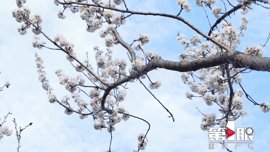报早春！开州樱桃树花开了，你还有近半个月的赏花时间“云开·全站APPkaiyun”(图1)