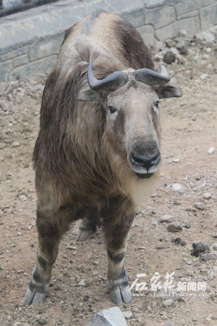 什么气冲天的成语动物_成语故事图片(2)