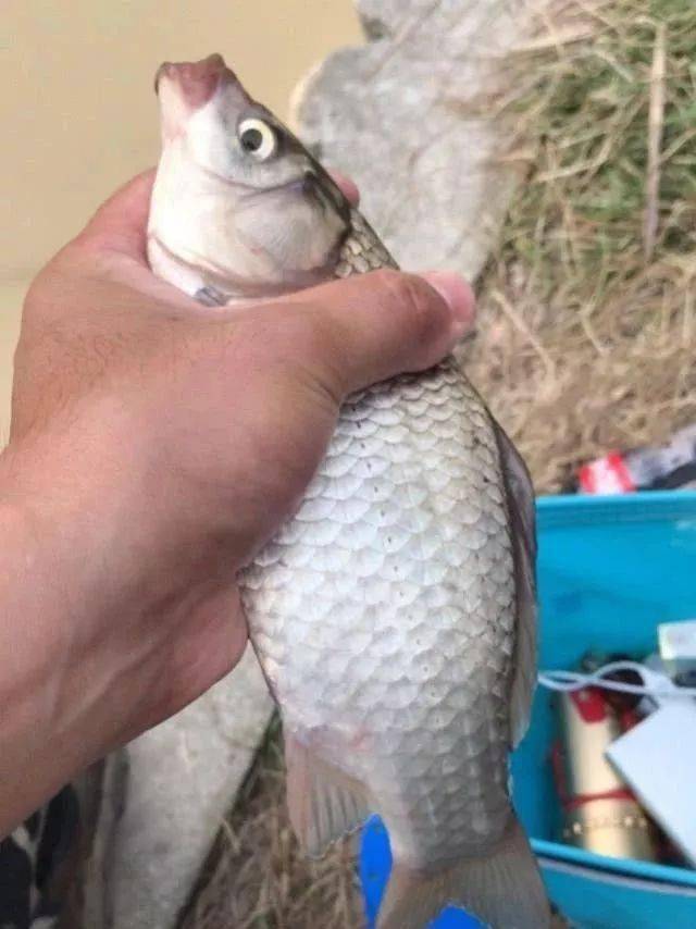 野钓怎么避开麦穗鱼 4c9c40ad27544cb6a33f6fa908efd4fd.jpeg