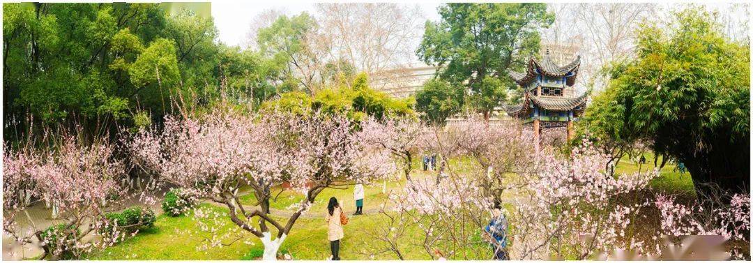 春回桂子山,"梅"景等你来!_华师人