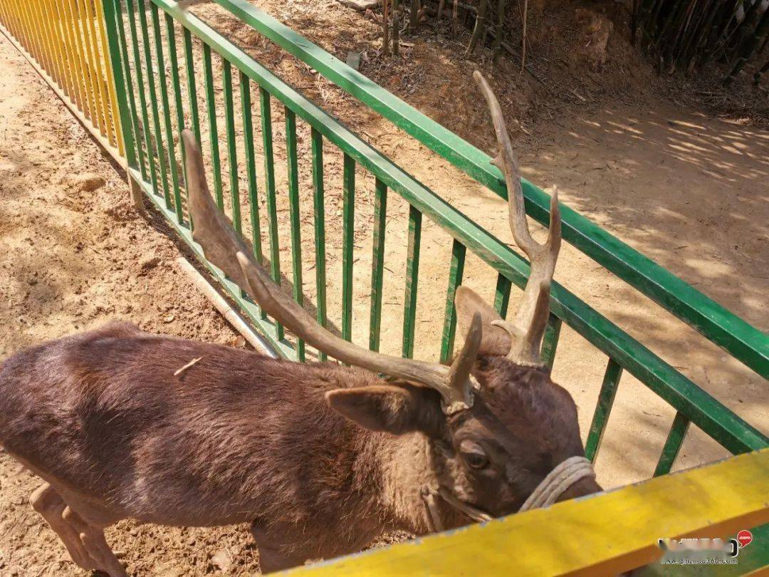 目前林湖公園遊樂園-吉米歡樂谷重新營業新增有彩虹滑道,搖晃橋等網紅