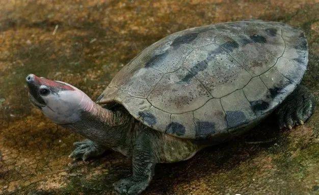 三线潮龟是啥龟呀?你不想知道吗