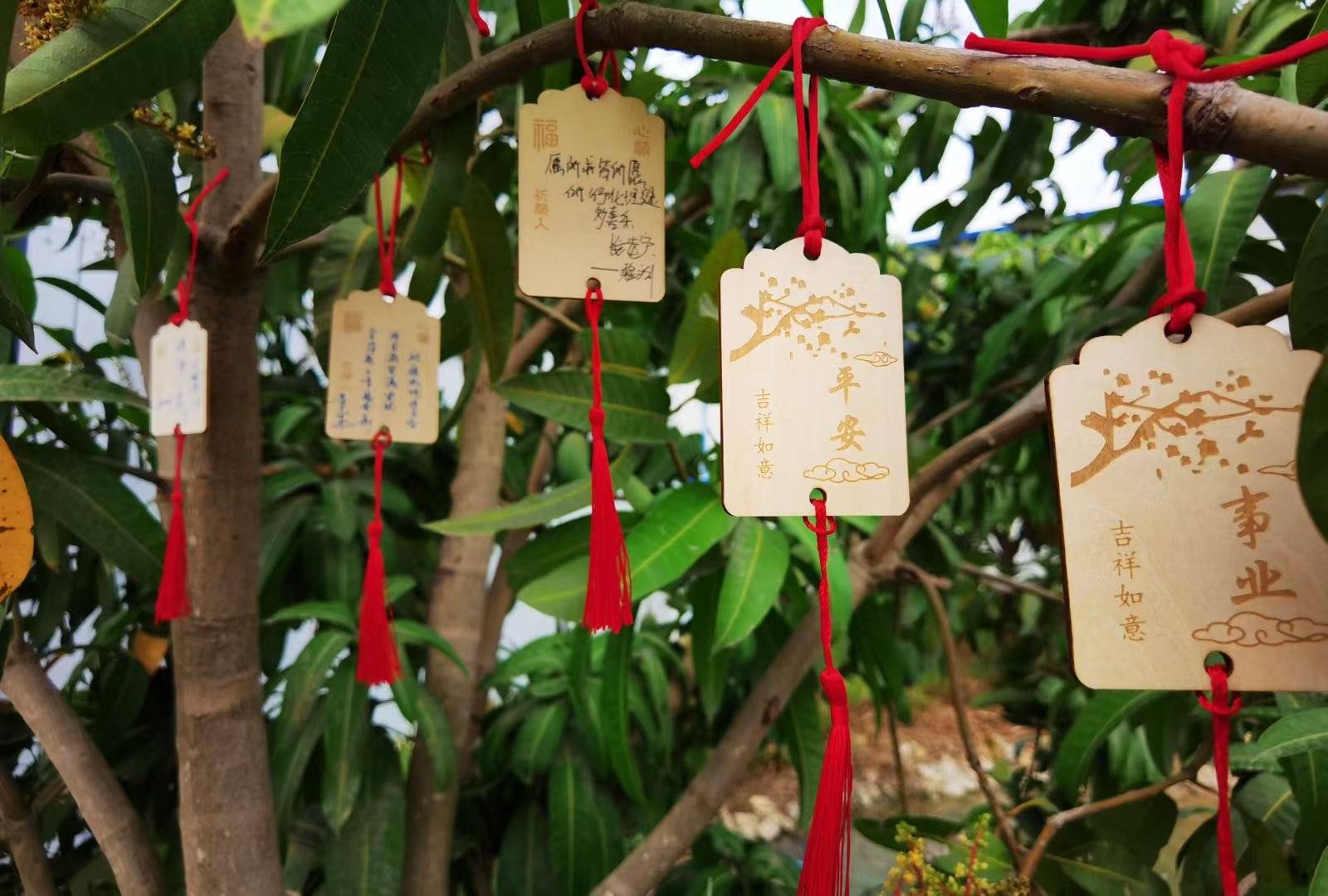 在柬埔寨干丹省新金边国际机场项目部,一棵芒果树上挂着新年许愿牌