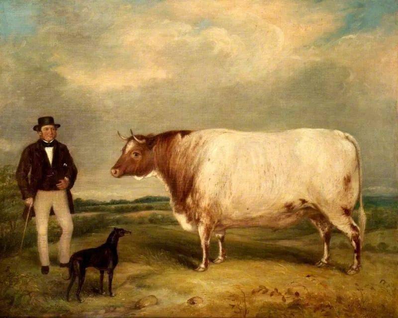 cooper,1803-1902)离散的公牛1874-1882年也许为什么这么多牛的答案