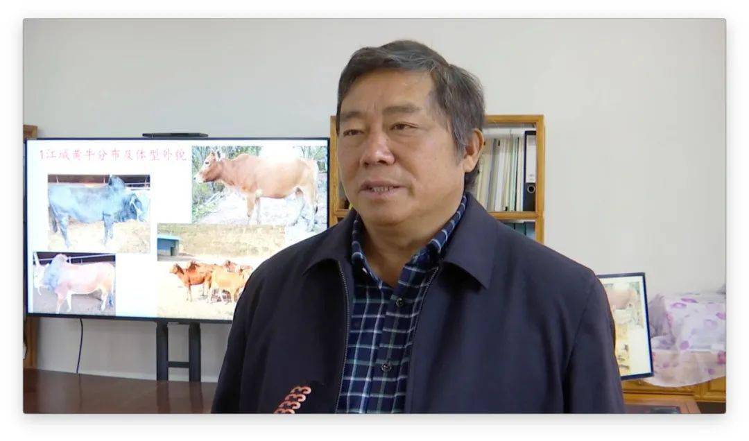 牛年说牛江城黄牛与茶牛南道