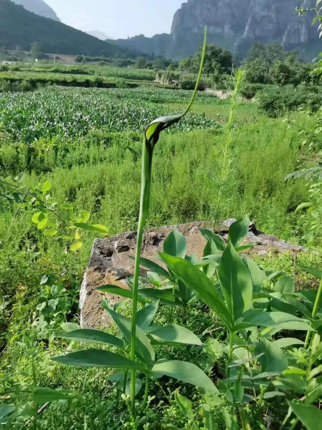 中药科普古代经典名方常用之半夏