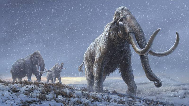 样本|最古老DNA提取纪录诞生！165万年，来自冻土中的猛犸象