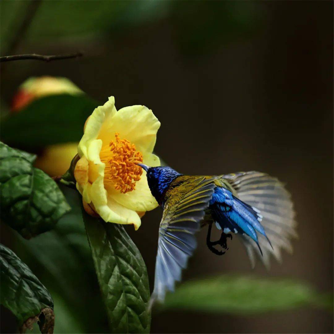 "又是金花盛开时"摄影大赛摄影展明天在嘉乐城展出!