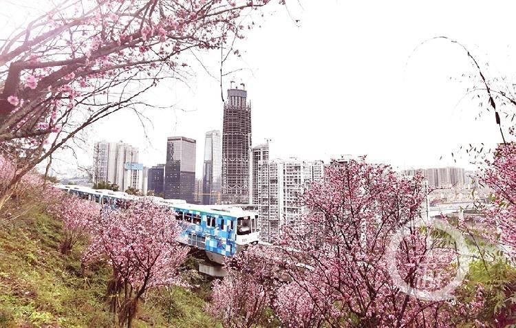 开往春天的列车 重庆轨道又添网红打卡地