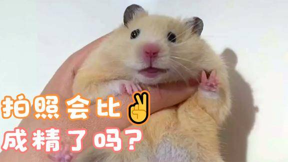 拍照还会比耶的仓鼠你说能不萌吗