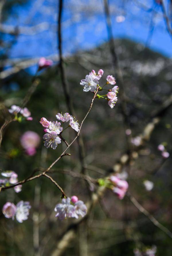 山乡野樱花开启乡村游