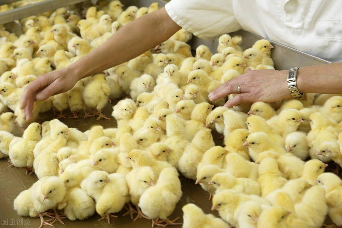 小鸡怎么养?这4点很重要