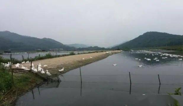 魚塘養鴨鵝水不臭還能夠正常養魚的有效操作方法不明顯增加成本還能夠