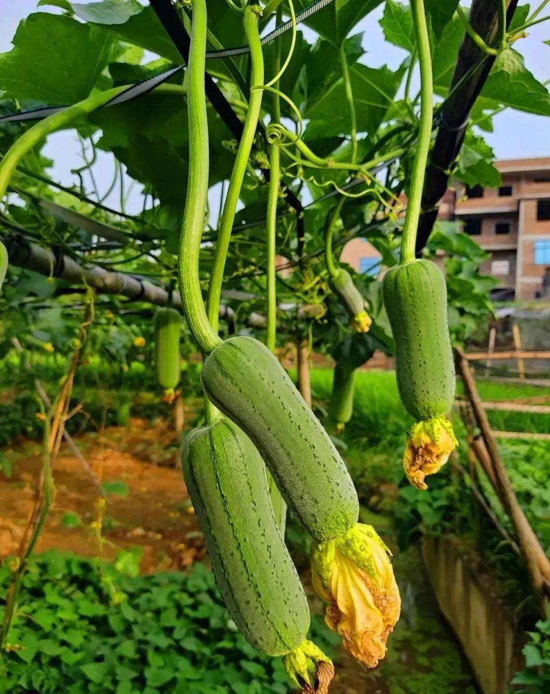 向阳风物系列丝瓜藤下一处清凉诗意