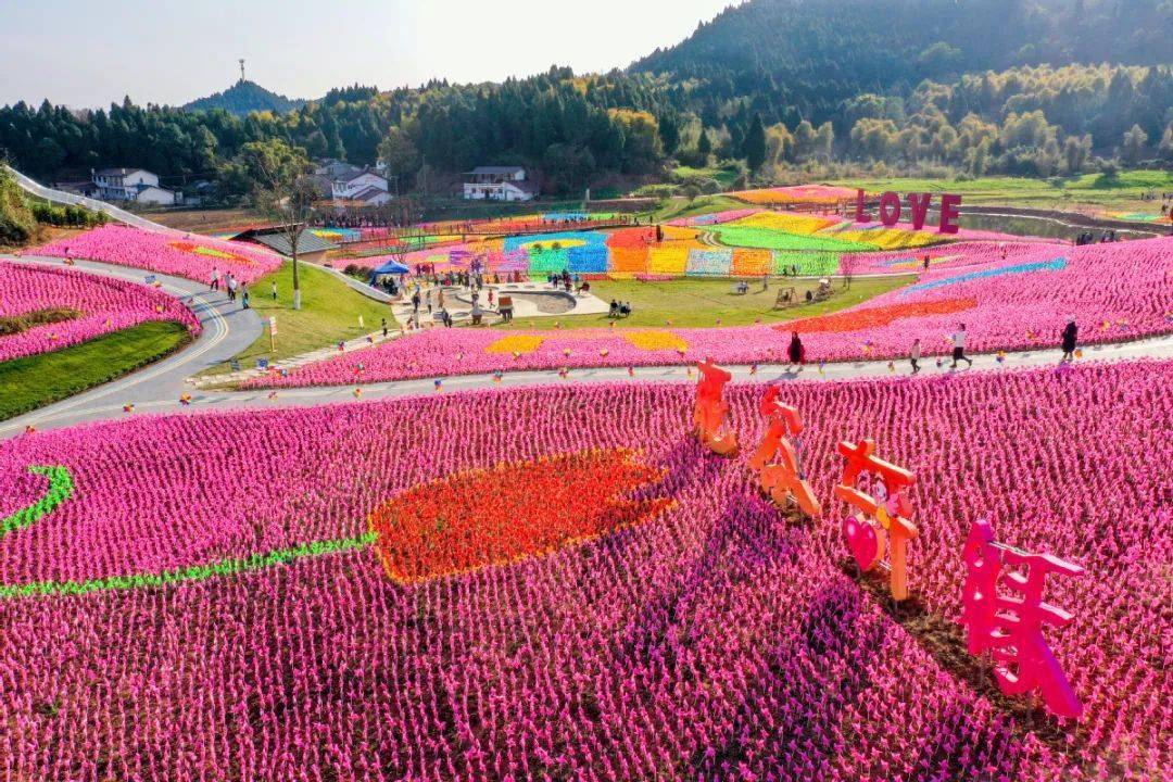 遂宁市市花图片