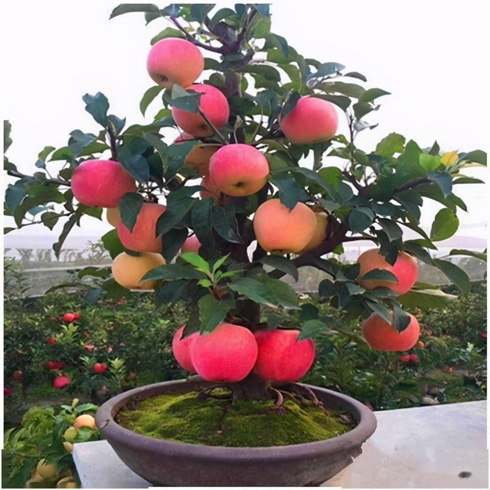 如何盆栽果树?几种常见果树的盆栽要点介绍_手机搜狐网