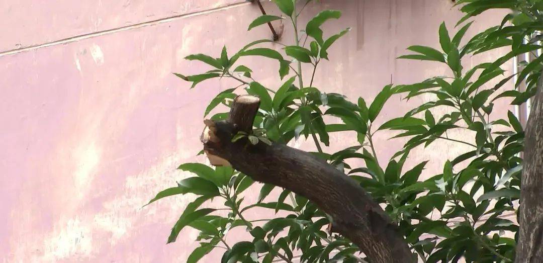 园林局修剪树枝工作总结