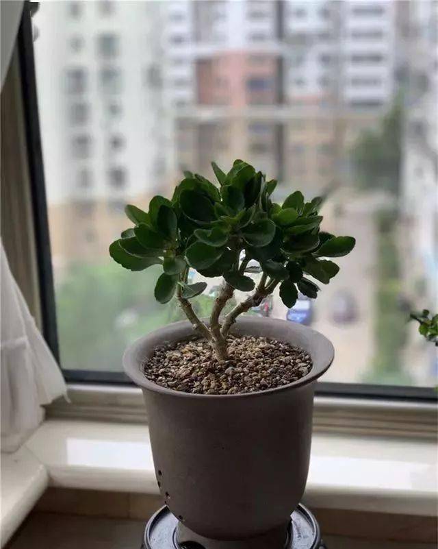 长寿花养成老桩诀窍只有1个照着做1年成老桩爆花成球型好看