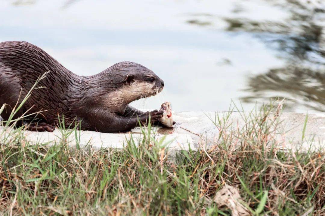 《月令七十二候集解》曰:"初候,獭祭鱼.