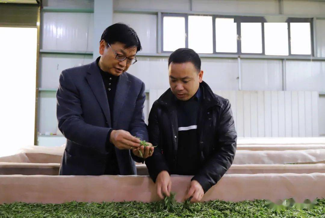 节后上班第二天魏明禄率队考察今年第一茬春茶采摘情况