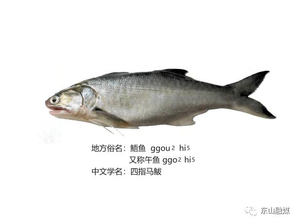 闽南蟳虎鱼图片