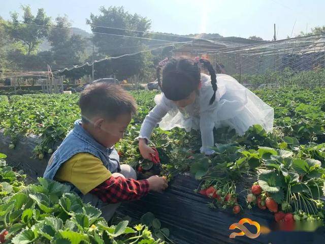 的草莓掩映在綠葉間放眼望去在太和鎮頭陂村的開心草莓園草莓近年來