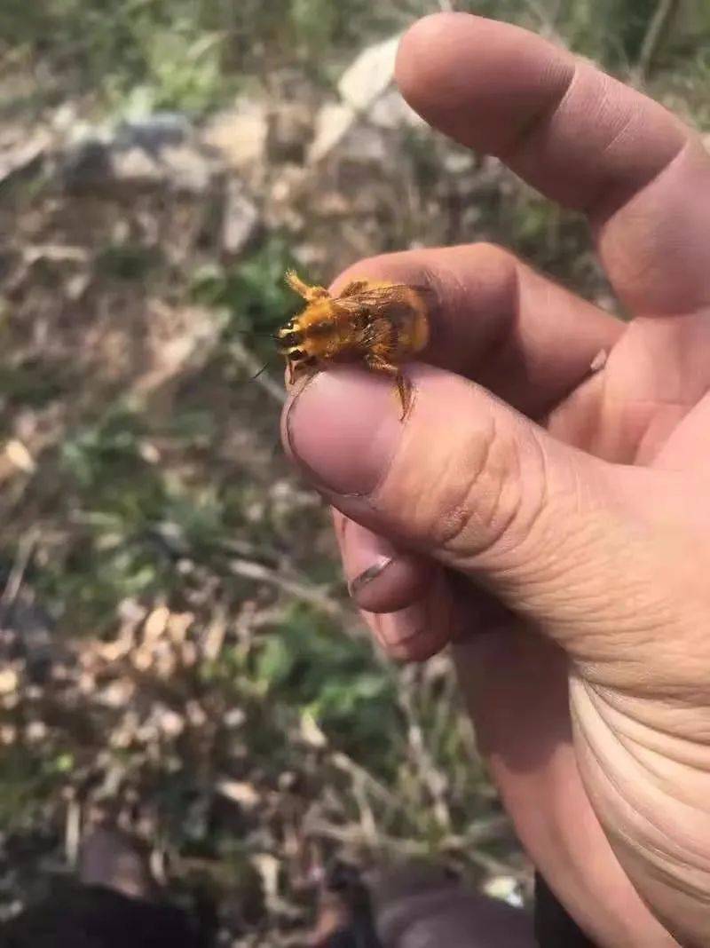 但是在网络上和书上都找不到这种无剌蜜蜂的相关资料,不知道这种黄蜂