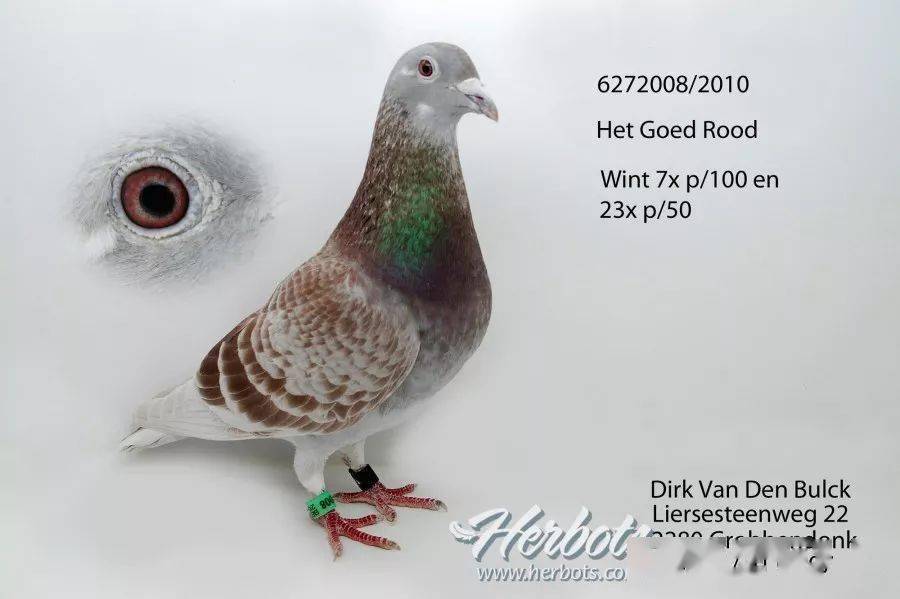 今日头条:詹森育种的精髓-双头金母!_种鸽