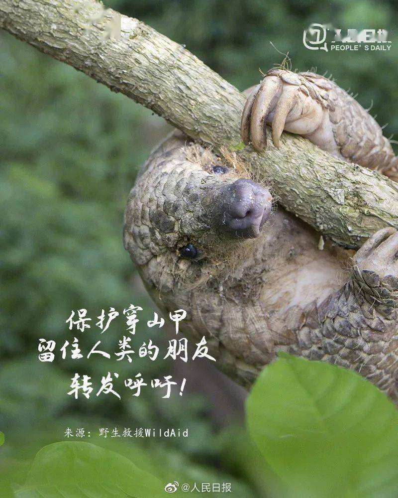世界穿山甲日丨保护穿山甲 不猎杀 不食用 不使用!