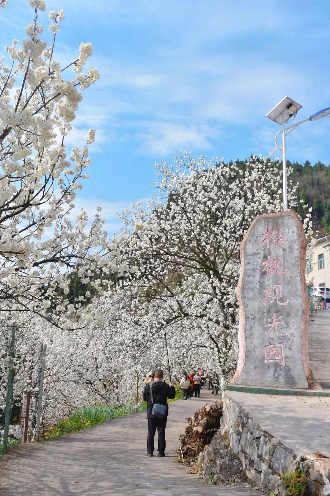 广元市朝天区樱花谷图片