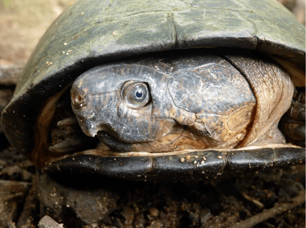  图为黑森林侧颈龟的成体种龟