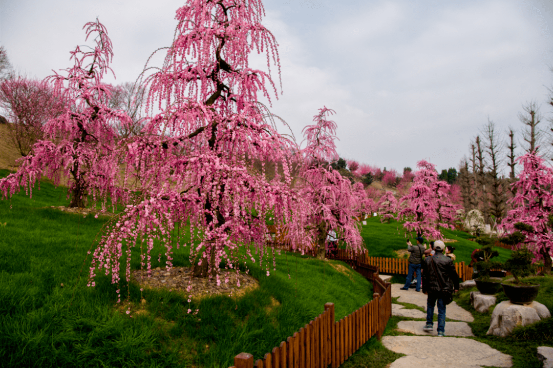 梅花绽放来乾艺梅园邂逅梅好时光吧
