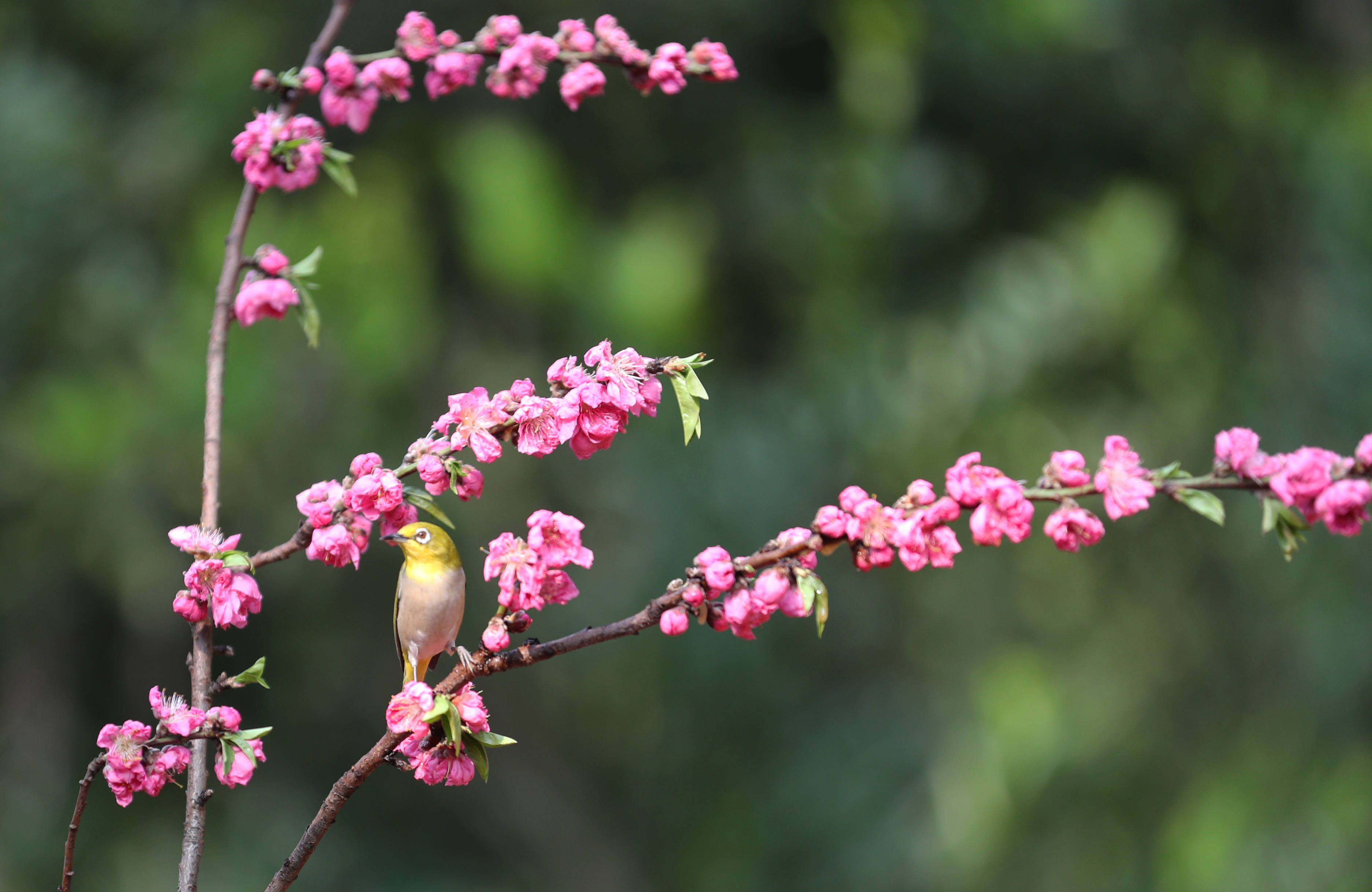 春天的美景 鸟语花香图片