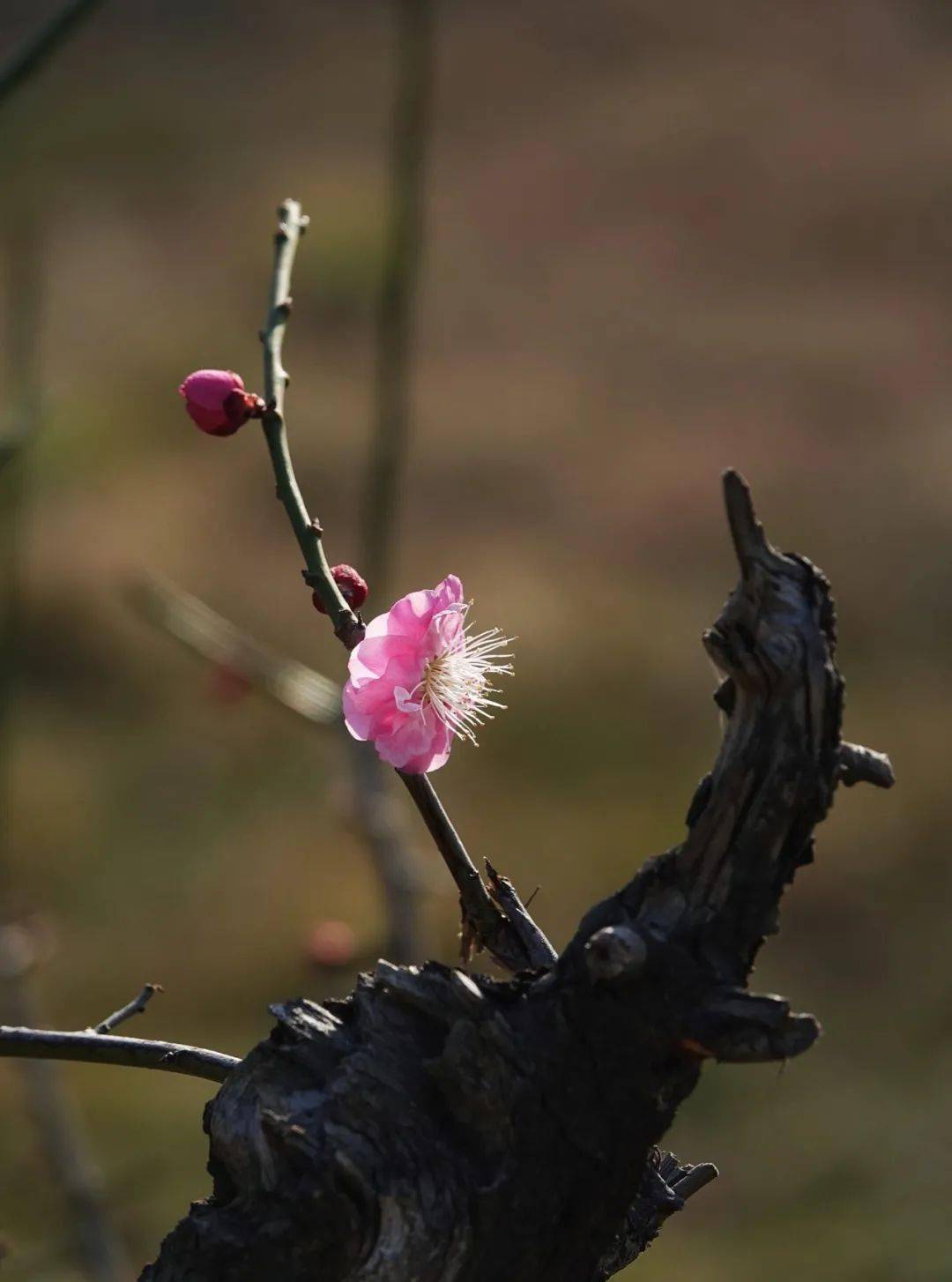 【第808期】河南摄影网影友作品选_梅花一