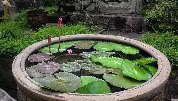 为什么叫一方池塘 43afdaea2f55482eaa4ace725df2e922.jpeg