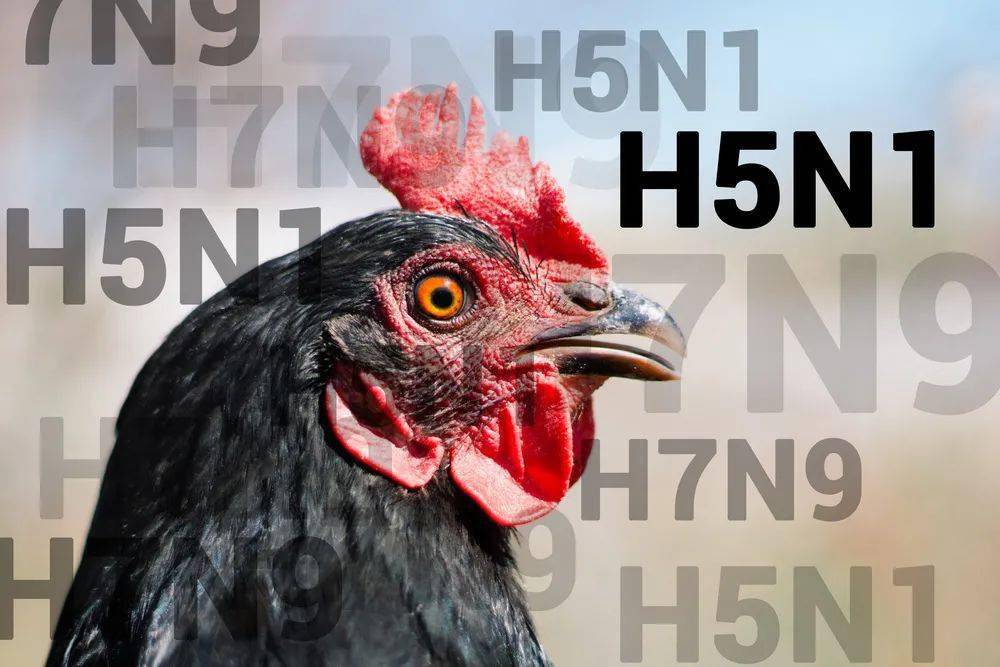 起底首次发现人感染的H5N8禽流感:今后人