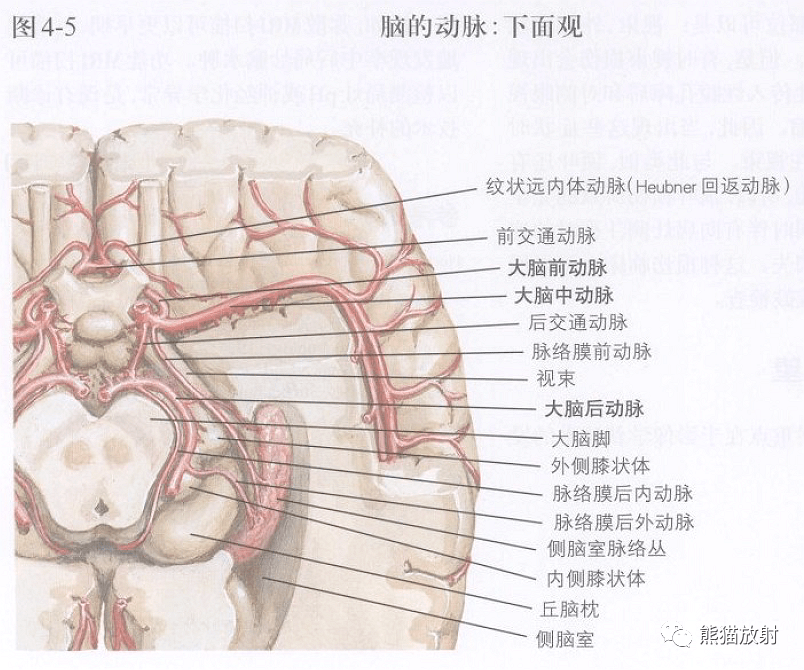 视交叉解剖位置图片
