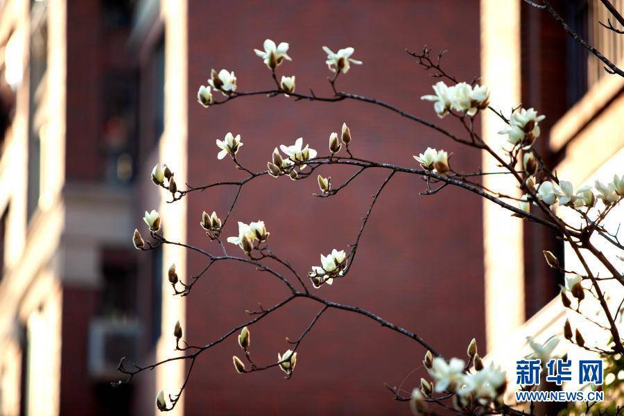 申城回暖玉兰花开 张建松