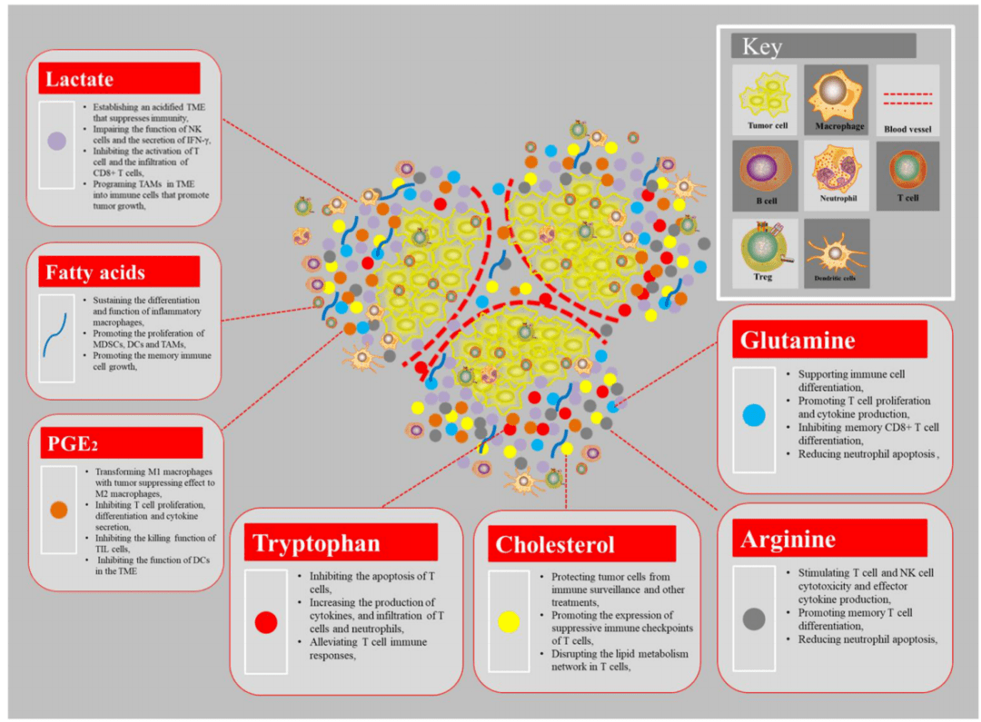 肿瘤代谢重编程与免疫应答 细胞