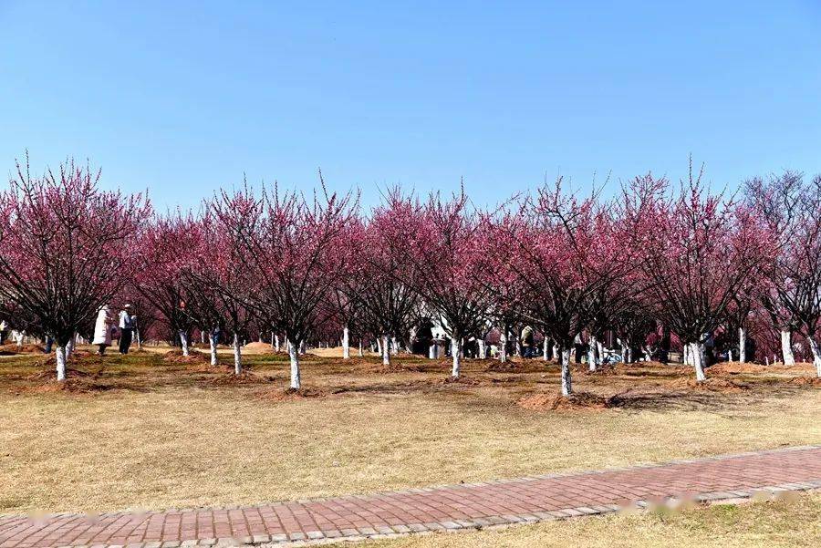 庄市永旺村的梅花开得太艳