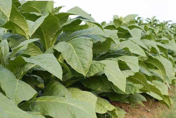 水烟排行榜_水烟在欧洲和北美流行趋势分析(2)