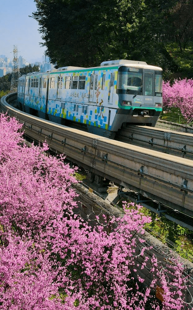 出门赏春去 | 重庆周边这些赏春地你知道吗?_樱花