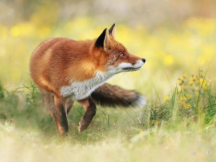 屡获殊荣的奥地利摄影师拍摄的77张有趣野生动物照片