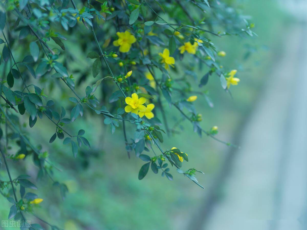 雲亮詩選迎春花