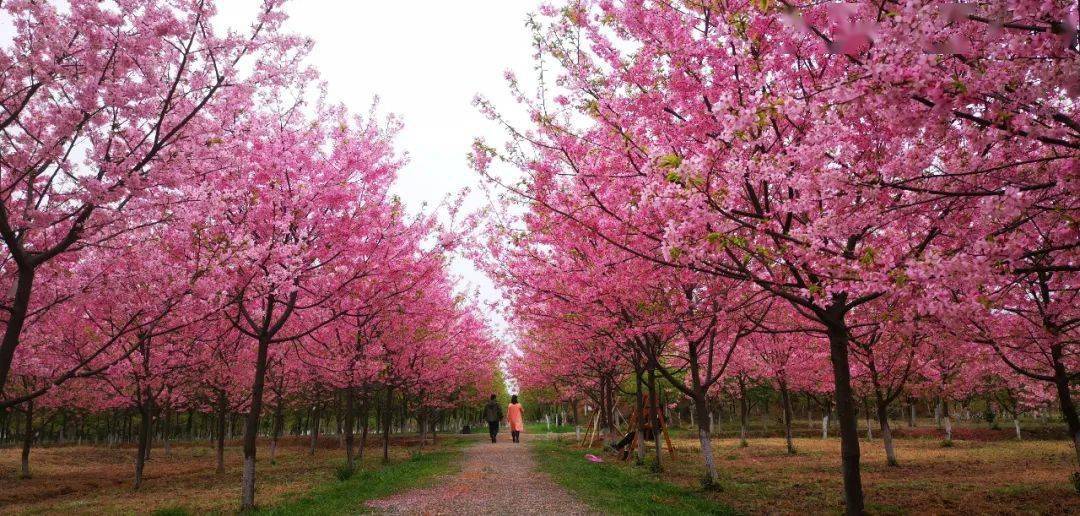 欣賞櫻花熱線湖南常寧田野綠世界百萬櫻花園168元